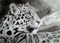 Leopardo