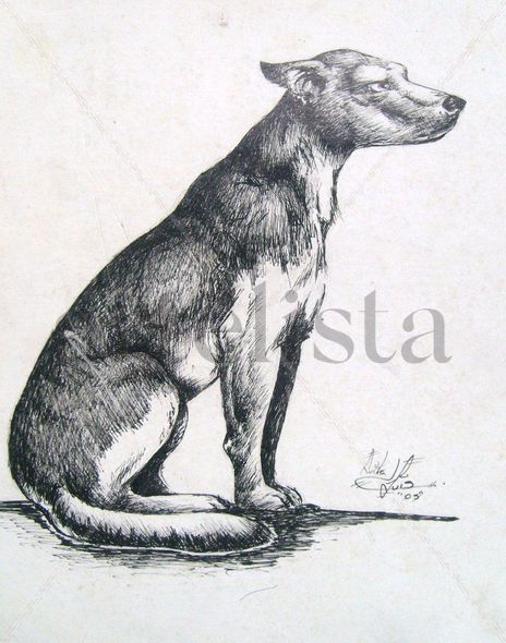Perro