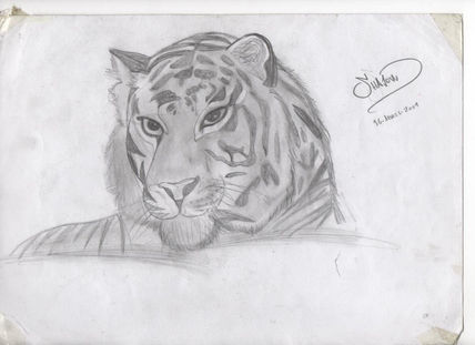 Tigre basico
