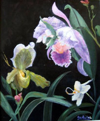 Orquídeas -2