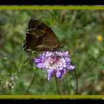 naturaleza thumbnail 2