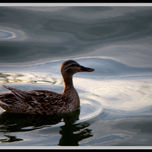 la Albufera thumbnail 1