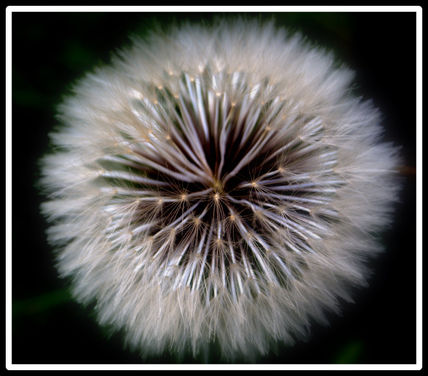 Armonia