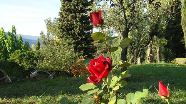 Rosas Rojas Nature Color (Manual)