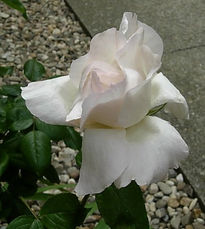 Rosa Blanca