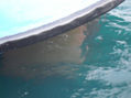 aguamarina