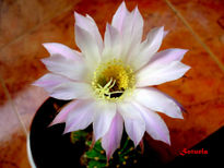 Flor de cactus