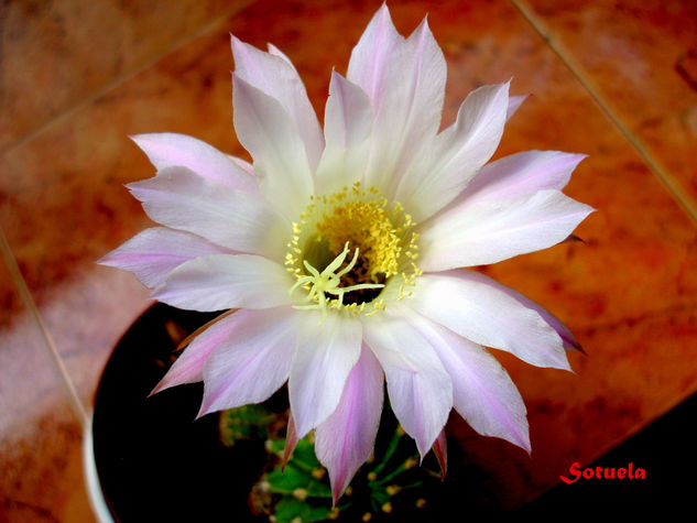 Flor de cactus Nature Color (Digital)