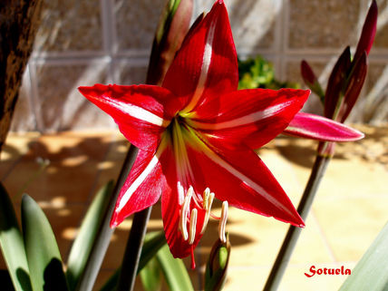 Flor