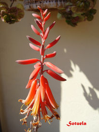 Aloe Vera flor