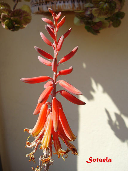 Aloe Vera flor