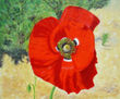 AMAPOLA
