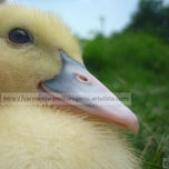 NATU-REALEZA thumbnail 2