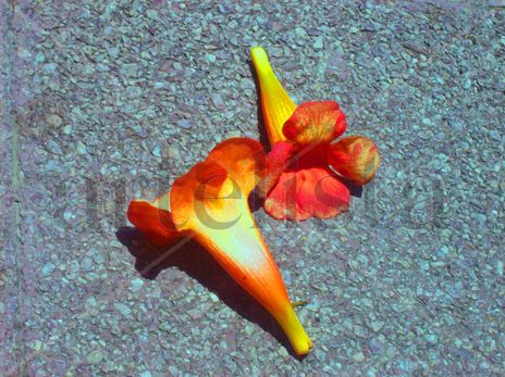 Flores