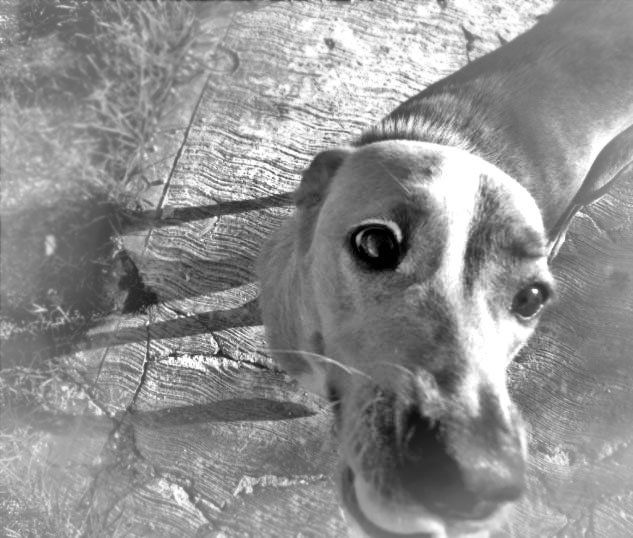 Samantha (mi perrita cozumeleña) Portrait Black and White (Digital)