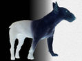 Bull Terrier