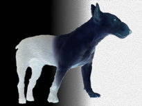 Bull Terrier