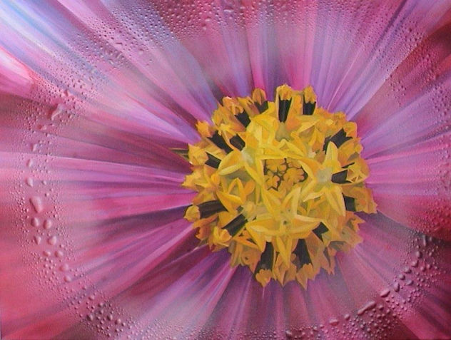 Cosmos