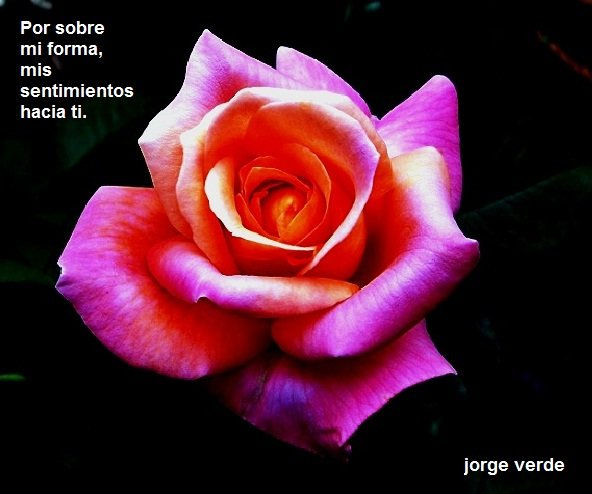 2010/F013  ROSAS DE NUESTRO JARDÍN 4  "Por sobre la forma, los sentimientos"