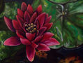 Flor de Loto