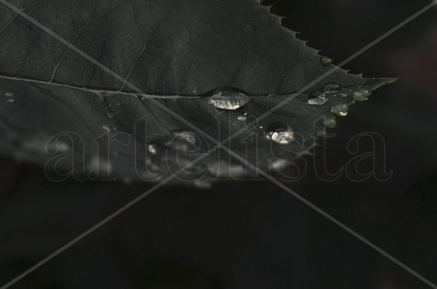 gota de agua sobre hoja