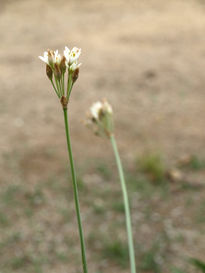 Pareja de flores