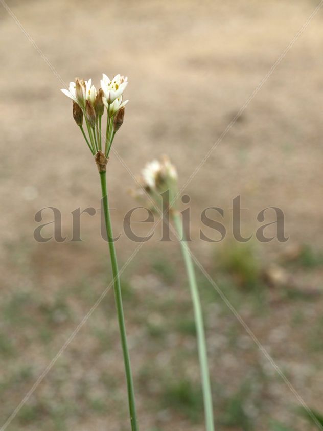 pareja de flores