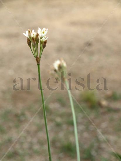 pareja de flores 