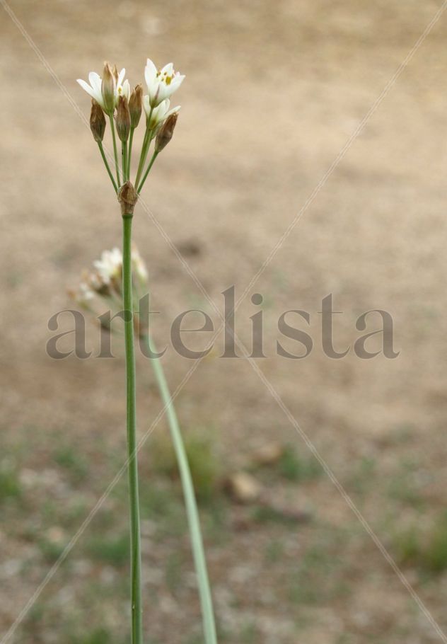 pareja flores solapada
