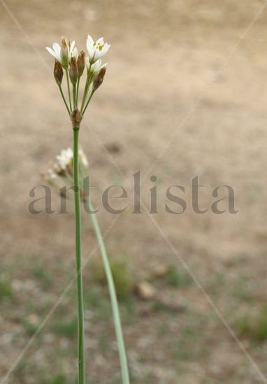 pareja flores solapada 