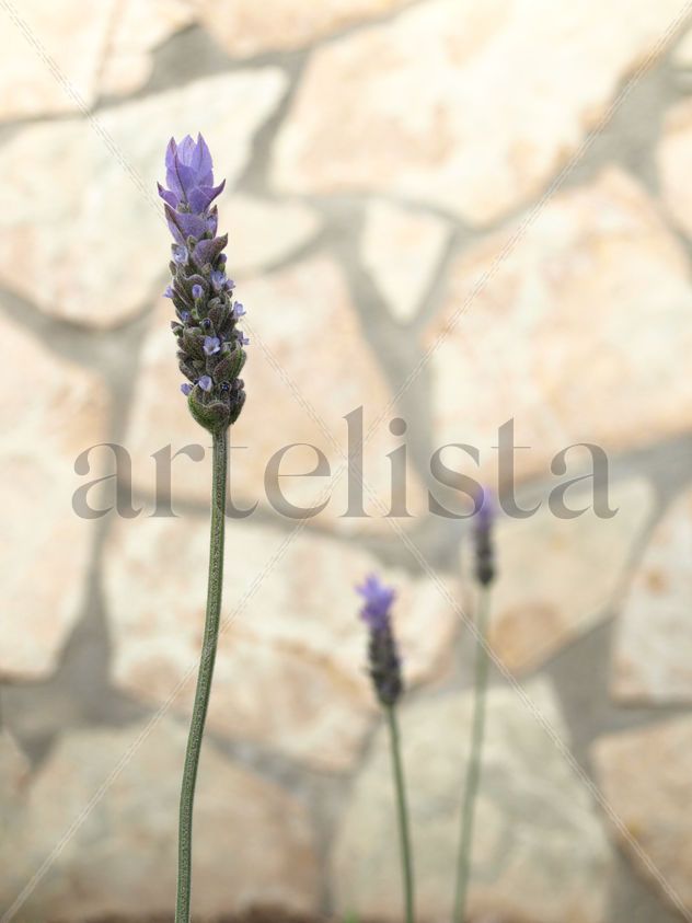 lavanda