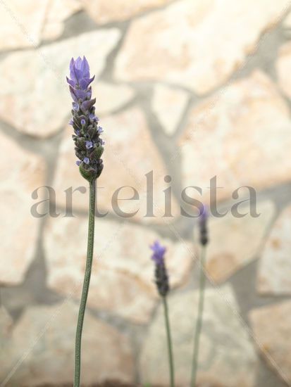 lavanda 