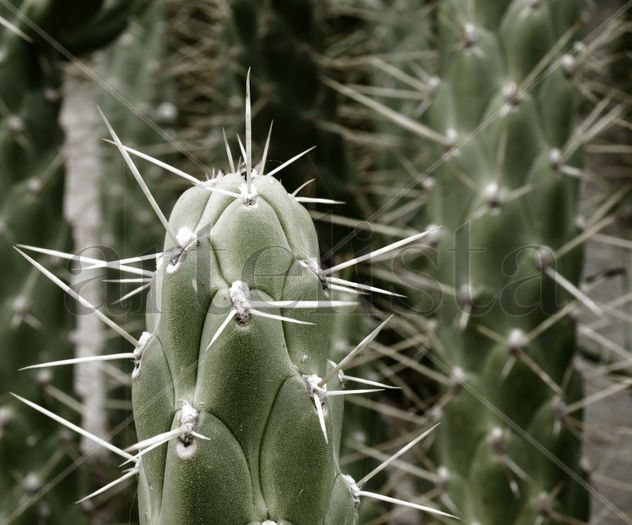 cactus