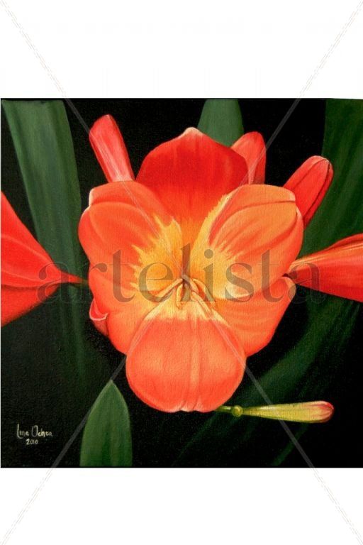 Clivia Miniata naranja