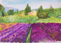 Campo de lavanda