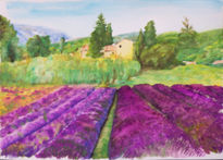 Campo de lavanda