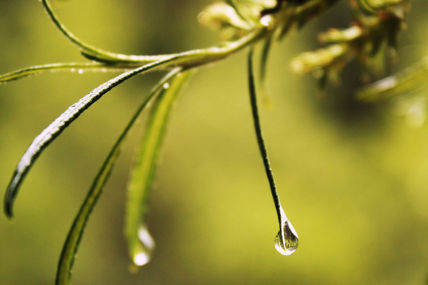 Gota