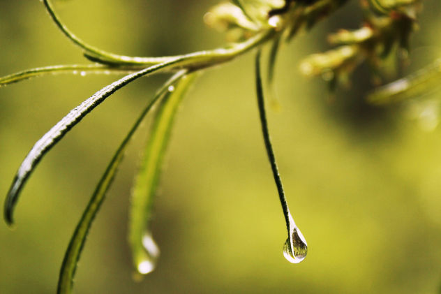 gota