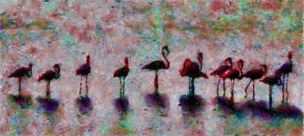 Flamingos