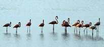 Flamingos