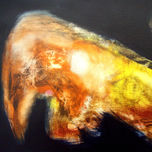 Animales thumbnail 1