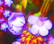 Fotografiando detalles
