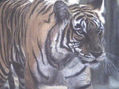 EL TIGRE