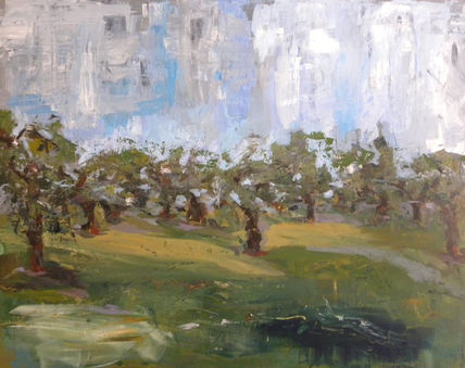 Campos de olivos