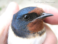 Golondrina en mi mano