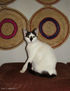 10-05.015 - Una gata llamada recuerdos - 1 - Mayo 2010.