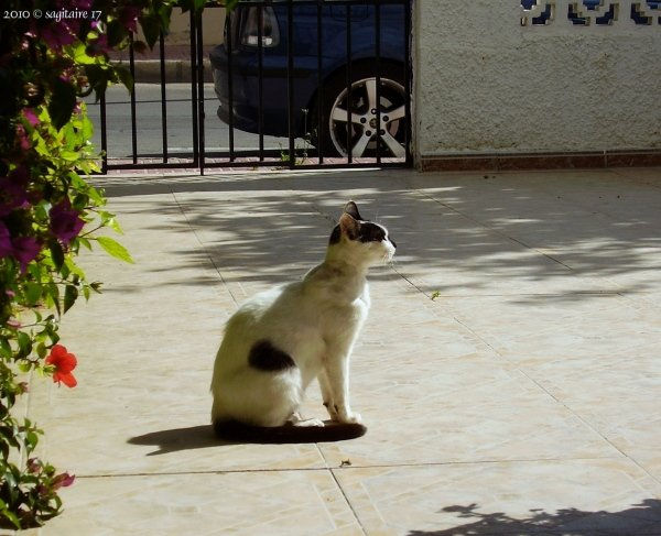 10-05.034 - Una gata llamada recuerdos-3 - Mayo 2010. Retrato Color (Digital)