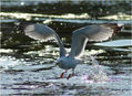 gaviota