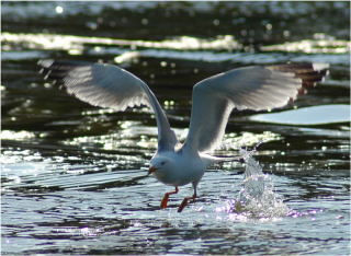 gaviota 