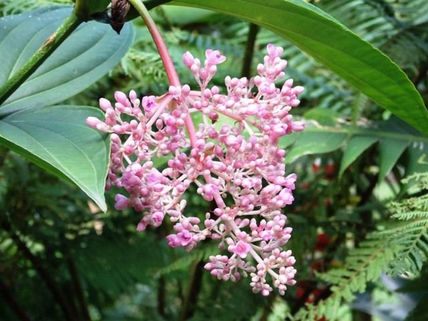 Flores